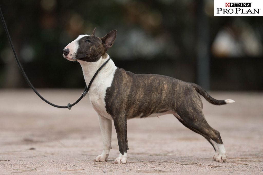 Bull Terrier de l’élevage Kingston-Corbières